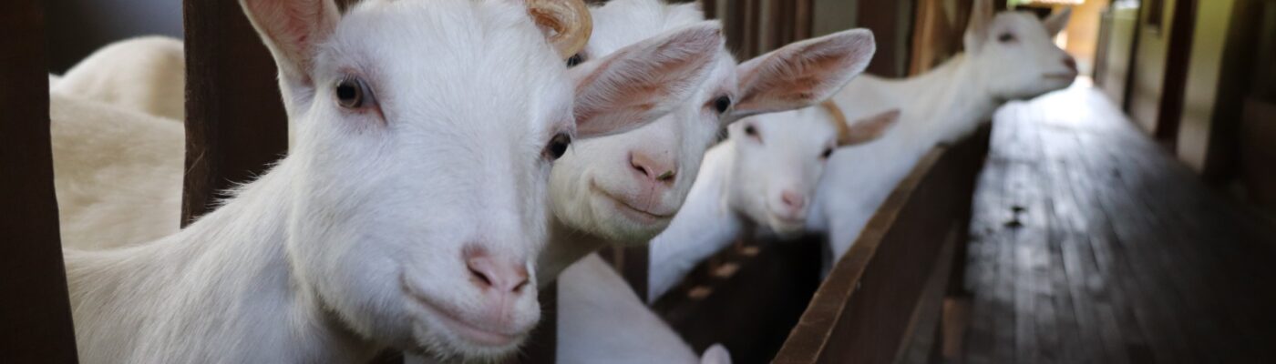 White goats look through a barn fence while standing in a row inside a livestock building.