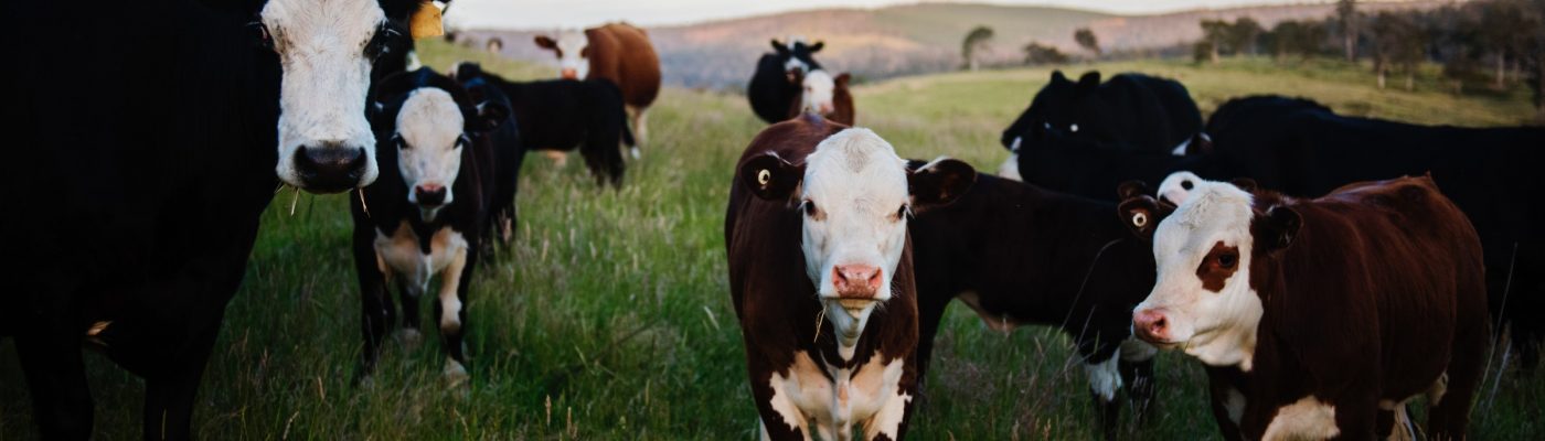 Cattle stand in a grassy pasture, facing the camera with rolling hills in the background.